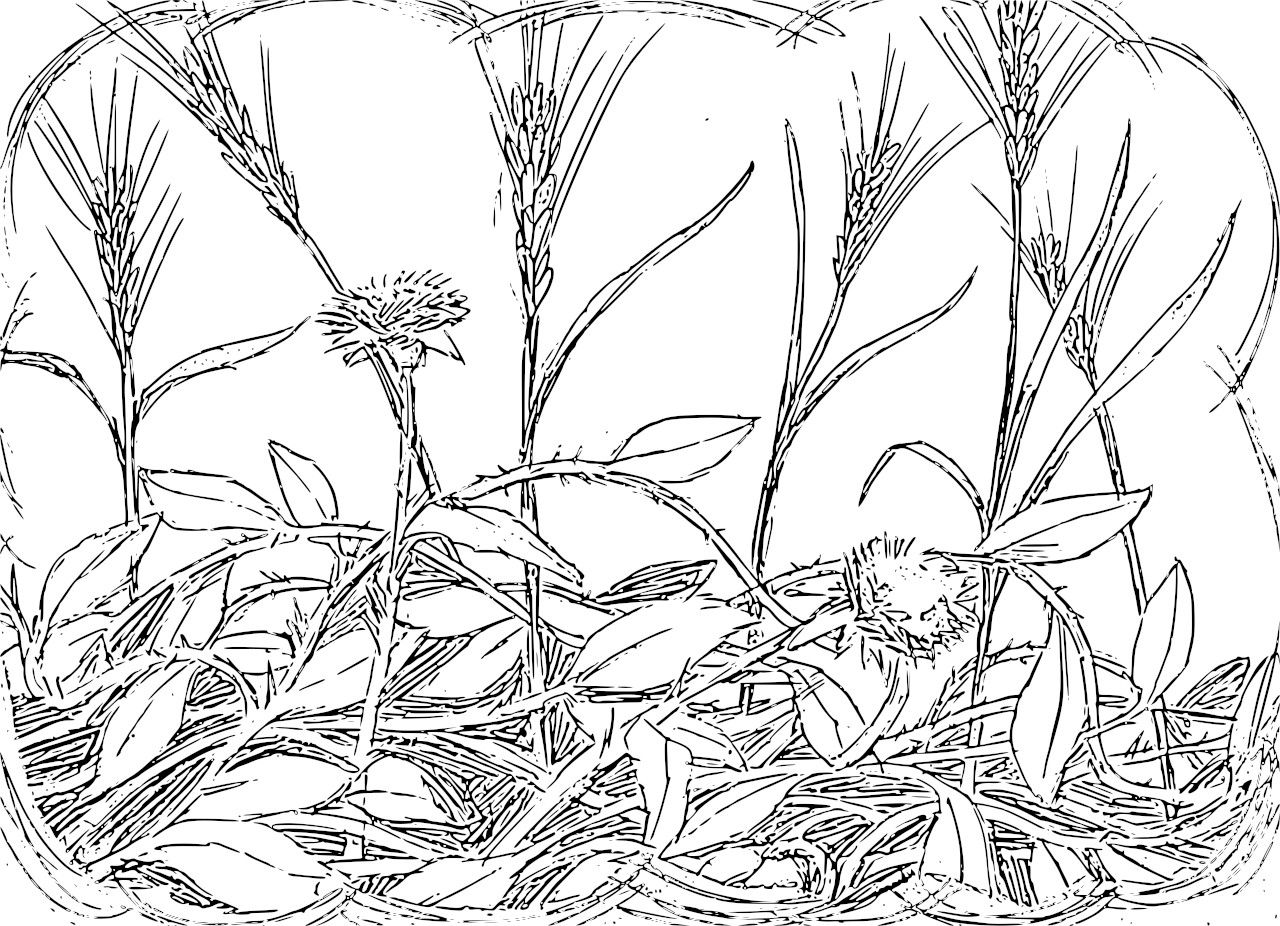 An enemy came and sowed weeds among the wheat